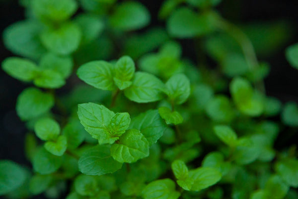 Green Raita Masala - dried mint and herb blend