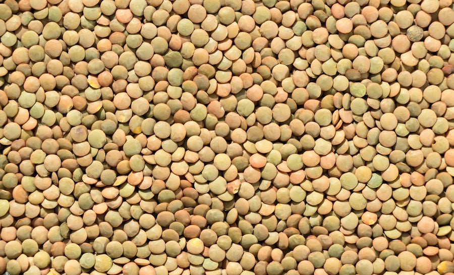 Mustard Seeds - brown mustard seeds